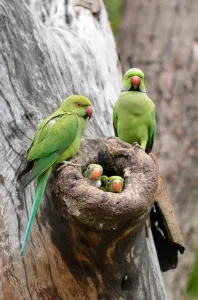 <b class=qtipBold><figcaption>Sri Lanka-Environment-Birds</figcaption></b><br>A family of parakeets nestS on a tree at Colombo Independence Square park area in Colombo on January 30, 2015. President Maithripala Sirisena is also a regular walker at the Independence Square which has emerged as a favourite spot for jogging and exercising. AFP PHOTO / Ishara S. KODIKARA / AFP PHOTO / Ishara S.KODIKARA<br><em>© Copyright Agence France-Presse (AFP) - All Rights Reserved</em> Sri Lanka-Environment-Birds