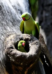<b class=qtipBold><figcaption>Sri Lanka-Environment-Birds</figcaption></b><br>A family of parakeets frolic on a tree at Colombo Independence Square park area on January 31, 2015. The Independence Square has emerged a favourite spot for jogging and exercising and also birds in the capital. AFP PHOTO / Ishara S. KODIKARA / AFP PHOTO / Ishara S.KODIKARA<br><em>© Copyright Agence France-Presse (AFP) - All Rights Reserved</em> Sri Lanka-Environment-Birds