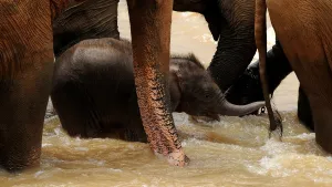 <b class=qtipBold><figcaption>Sri Lanka - Wildlife - Elephants</figcaption></b><br>This photo taken on March 24, 2011 shows a baby elephant playing in a river in their daily outing from the Pinnawela Elephant Orphanage in Sri Lanka where the world's largest captive group of elephants, who where orphaned, rescued, injured or abused, are cared for. It was announced in February, 2011 that Sri Lanka is planning its first ever census of elephants as the animals increasingly come into conflict with villagers, saying a head count would start in August, 2011 to aid better planning of conservation and minimise clashes between elephants and humans. Sri Lanka's elephant population is believed to have dwindled to about 4, 000 from an estimated 12, 000 in 1900. AFP PHOTO / William WEST / AFP PHOTO / WILLIAM WEST<br><em>© Copyright Agence France-Presse (AFP) - All Rights Reserved</em> Sri Lanka - Wildlife - Elephants