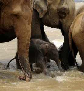 <b class=qtipBold><figcaption>Sri Lanka - Wildlife - Elephants</figcaption></b><br>This photo taken on March 24, 2011 shows a baby elephant playing in a river in their daily outing from the Pinnawela Elephant Orphanage in Sri Lanka where the world's largest captive group of elephants, who where orphaned, rescued, injured or abused, are cared for. It was announced in February, 2011 that Sri Lanka is planning its first ever census of elephants as the animals increasingly come into conflict with villagers, saying a head count would start in August, 2011 to aid better planning of conservation and minimise clashes between elephants and humans. Sri Lanka's elephant population is believed to have dwindled to about 4, 000 from an estimated 12, 000 in 1900. AFP PHOTO / William WEST / AFP PHOTO / WILLIAM WEST<br><em>© Copyright Agence France-Presse (AFP) - All Rights Reserved</em> Sri Lanka - Wildlife - Elephants