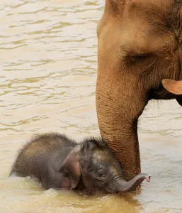 <b class=qtipBold><figcaption>Sri Lanka - Wildlife - Elephants</figcaption></b><br>This photo taken on March 24, 2011 shows a baby elephant playing in a river in their daily outing from the Pinnawela Elephant Orphanage in Sri Lanka where the world's largest captive group of elephants, who where orphaned, rescued, injured or abused, are cared for. It was announced in February, 2011 that Sri Lanka is planning its first ever census of elephants as the animals increasingly come into conflict with villagers, saying a head count would start in August, 2011 to aid better planning of conservation and minimise clashes between elephants and humans. Sri Lanka's elephant population is believed to have dwindled to about 4, 000 from an estimated 12, 000 in 1900. AFP PHOTO / William WEST / AFP PHOTO / WILLIAM WEST<br><em>© Copyright Agence France-Presse (AFP) - All Rights Reserved</em> Sri Lanka - Wildlife - Elephants