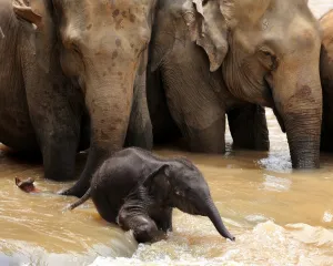 <b class=qtipBold><figcaption>Sri Lanka - Wildlife - Elephants</figcaption></b><br>This photo taken on March 24, 2011 shows a baby elephant playing in a river in their daily outing from the Pinnawela Elephant Orphanage in Sri Lanka where the world's largest captive group of elephants, who where orphaned, rescued, injured or abused, are cared for. It was announced in February, 2011 that Sri Lanka is planning its first ever census of elephants as the animals increasingly come into conflict with villagers, saying a head count would start in August, 2011 to aid better planning of conservation and minimise clashes between elephants and humans. Sri Lanka's elephant population is believed to have dwindled to about 4, 000 from an estimated 12, 000 in 1900. AFP PHOTO / William WEST / AFP PHOTO / WILLIAM WEST<br><em>© Copyright Agence France-Presse (AFP) - All Rights Reserved</em> Sri Lanka - Wildlife - Elephants