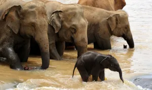 <b class=qtipBold><figcaption>Sri Lanka - Wildlife - Elephants</figcaption></b><br>This photo taken on March 24, 2011 shows a baby elephant playing in a river in their daily outing from the Pinnawela Elephant Orphanage in Sri Lanka where the world's largest captive group of elephants, who where orphaned, rescued, injured or abused, are cared for. It was announced in February, 2011 that Sri Lanka is planning its first ever census of elephants as the animals increasingly come into conflict with villagers, saying a head count would start in August, 2011 to aid better planning of conservation and minimise clashes between elephants and humans. Sri Lanka's elephant population is believed to have dwindled to about 4, 000 from an estimated 12, 000 in 1900. AFP PHOTO / William WEST / AFP PHOTO / WILLIAM WEST<br><em>© Copyright Agence France-Presse (AFP) - All Rights Reserved</em> Sri Lanka - Wildlife - Elephants