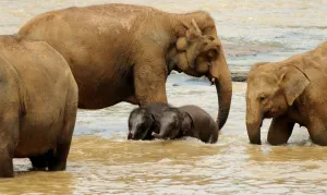<b class=qtipBold><figcaption>Sri Lanka - Wildlife - Elephants</figcaption></b><br>This photo taken on March 24, 2011 shows baby elephants playing in a river in their daily outing from the Pinnawela Elephant Orphanage in Sri Lanka where the world's largest captive group of elephants, who where orphaned, rescued, injured or abused, are cared for. It was announced in February, 2011 that Sri Lanka is planning its first ever census of elephants as the animals increasingly come into conflict with villagers, saying a head count would start in August, 2011 to aid better planning of conservation and minimise clashes between elephants and humans. Sri Lanka's elephant population is believed to have dwindled to about 4, 000 from an estimated 12, 000 in 1900. AFP PHOTO / William WEST / AFP PHOTO / WILLIAM WEST<br><em>© Copyright Agence France-Presse (AFP) - All Rights Reserved</em> Sri Lanka - Wildlife - Elephants