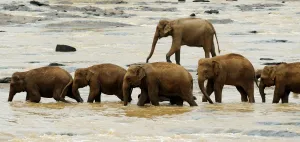 <b class=qtipBold><figcaption>Sri Lanka - Wildlife - Elephants</figcaption></b><br>This photo taken on March 24, 2011 shows elephants crossing a river during their daily outing from the Pinnawela Elephant Orphanage in Sri Lanka where the world's largest captive group of elephants, who where orphaned, rescued, injured or abused, are cared for. It was announced in February, 2011 that Sri Lanka is planning its first ever census of elephants as the animals increasingly come into conflict with villagers, saying a head count would start in August, 2011 to aid better planning of conservation and minimise clashes between elephants and humans. Sri Lanka's elephant population is believed to have dwindled to about 4, 000 from an estimated 12, 000 in 1900. AFP PHOTO / William WEST / AFP PHOTO / WILLIAM WEST<br><em>© Copyright Agence France-Presse (AFP) - All Rights Reserved</em> Sri Lanka - Wildlife - Elephants