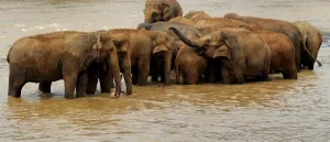 <b class=qtipBold><figcaption>Sri Lanka - Wildlife - Elephants</figcaption></b><br>This photo taken on March 24, 2011 shows elephants playing in the river during their daily outing from the Pinnawela Elephant Orphanage in Sri Lanka where the world's largest captive group of elephants, who where orphaned, rescued, injured or abused, are cared for. It was announced in February, 2011 that Sri Lanka is planning its first ever census of elephants as the animals increasingly come into conflict with villagers, saying a head count would start in August, 2011 to aid better planning of conservation and minimise clashes between elephants and humans. Sri Lanka's elephant population is believed to have dwindled to about 4, 000 from an estimated 12, 000 in 1900. AFP PHOTO / William WEST / AFP PHOTO / WILLIAM WEST<br><em>© Copyright Agence France-Presse (AFP) - All Rights Reserved</em> Sri Lanka - Wildlife - Elephants