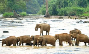 Sri Lanka - Wildlife - Elephants Sri Lanka - Wildlife - Elephants