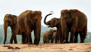 <b class=qtipBold><figcaption>Sri Lanka - Wildlife - Elephants</figcaption></b><br>This photo taken on March 24, 2011 shows elephants gathering for their daily outing from the Pinnawela Elephant Orphanage in Sri Lanka where the world's largest captive group of elephants, who where orphaned, rescued, injured or abused, are cared for. It was announced in February, 2011 that Sri Lanka is planning its first ever census of elephants as the animals increasingly come into conflict with villagers, saying a head count would start in August, 2011 to aid better planning of conservation and minimise clashes between elephants and humans. Sri Lanka's elephant population is believed to have dwindled to about 4, 000 from an estimated 12, 000 in 1900. AFP PHOTO / William WEST / AFP PHOTO / WILLIAM WEST<br><em>© Copyright Agence France-Presse (AFP) - All Rights Reserved</em> Sri Lanka - Wildlife - Elephants