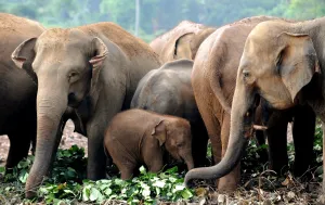 <b class=qtipBold><figcaption>Sri Lanka - Wildlife - Elephants</figcaption></b><br>This photo taken on March 24, 2011 shows elephants eating breakfast before their daily outing from the Pinnawela Elephant Orphanage in Sri Lanka where the world's largest captive group of elephants, who where orphaned, rescued, injured or abused, are cared for. It was announced in February, 2011 that Sri Lanka is planning its first ever census of elephants as the animals increasingly come into conflict with villagers, saying a head count would start in August, 2011 to aid better planning of conservation and minimise clashes between elephants and humans. Sri Lanka's elephant population is believed to have dwindled to about 4, 000 from an estimated 12, 000 in 1900. AFP PHOTO / William WEST / AFP PHOTO / WILLIAM WEST<br><em>© Copyright Agence France-Presse (AFP) - All Rights Reserved</em> Sri Lanka - Wildlife - Elephants