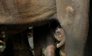 <b class=qtipBold><figcaption>Sri Lanka - Wildlife - Elephants</figcaption></b><br>This photo taken on March 24, 2011 shows a baby elephant looking out before their daily outing the Pinnawela Elephant Orphanage in Sri Lanka where the world's largest captive group of elephants, who where orphaned, rescued, injured or abused, are cared for. It was announced in February, 2011 that Sri Lanka is planning its first ever census of elephants as the animals increasingly come into conflict with villagers, saying a head count would start in August, 2011 to aid better planning of conservation and minimise clashes between elephants and humans. Sri Lanka's elephant population is believed to have dwindled to about 4, 000 from an estimated 12, 000 in 1900. AFP PHOTO / William WEST / AFP PHOTO / WILLIAM WEST<br><em>© Copyright Agence France-Presse (AFP) - All Rights Reserved</em> Sri Lanka - Wildlife - Elephants