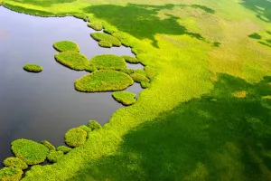 Sudan-Swamps-Sudd