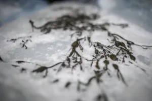 Surfing-Lofoten-Ice Board-Photo Essay