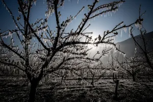 SWITZERLAND-AGRICULTURE-WEATHER-NATURE SWITZERLAND-AGRICULTURE-WEATHER-NATURE