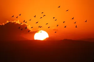 <b class=qtipBold><figcaption>SYRIA--ANIMALS-BIRDS</figcaption></b><br>Birds fly at sunset over the rebel-held town of Arbin in the eastern Ghouta region on the outskirts of the Syrian capital Damascus, on March 7, 2017. / AFP PHOTO / AMER ALMOHIBANY<br><em>© Copyright Agence France-Presse (AFP) - All Rights Reserved</em> SYRIA--ANIMALS-BIRDS