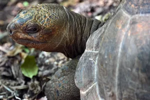 Africa Prints: Tanzania-Zanzibar-Animal-Tortoises
