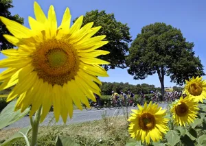 Tdf2003-Postcard