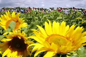 Flower Prints: Tdf2004-Sunflowers