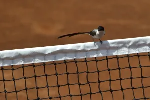 Tennis-Davis-Col-Dom Tennis-Davis-Col-Dom