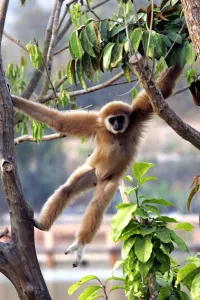 <b class=qtipBold><figcaption>Thailand-Kenya-Wildlife-Zoo</figcaption></b><br>Monkey Swings in a Tree Afp Photo<br><em>© Copyright Agence France-Presse (AFP) - All Rights Reserved</em> Thailand-Kenya-Wildlife-Zoo