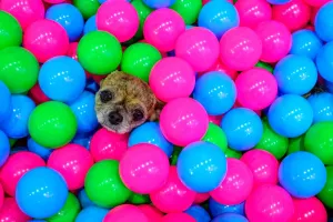 : THAILAND-LIFESTYLE-PET-DOG