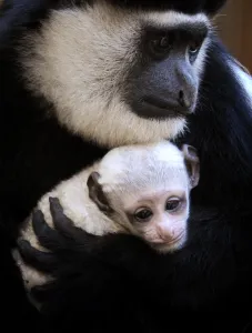 Topshots-Australia-Animal-Monkey-Colobus Topshots-Australia-Animal-Monkey-Colobus