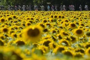 Tour De France 2015 Pack Rides Past Sunflower Field