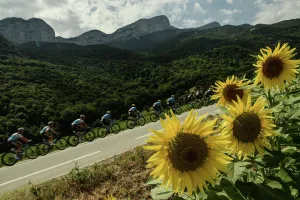 : Tour de France Sunflowers