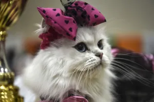 <b class=qtipBold><figcaption>Turkey-Animals-Cats-Contest</figcaption></b><br>A cat is pictured next to a trophy during a world cats show contest organized by the World Cat Federation (WCF) on October 16, 2016 in Istanbul. / AFP PHOTO / OZAN KOSE<br><em>© Copyright Agence France-Presse (AFP) - All Rights Reserved</em> Turkey-Animals-Cats-Contest