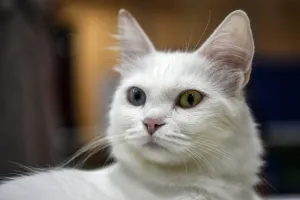 Cat Prints: Turkey-Animals-Cats-Contest