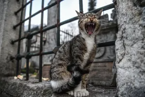 <b class=qtipBold><figcaption>Turkey-Daily Life-Feature-Cat</figcaption></b><br>A cat yawns outside Eyup Sultan Mosque in Istanbul on February 27, 2017. / AFP PHOTO / OZAN KOSE<br><em>© Copyright Agence France-Presse (AFP) - All Rights Reserved</em> Turkey-Daily Life-Feature-Cat