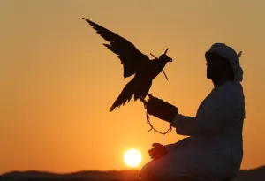<b class=qtipBold><figcaption>Uae-Animals-Falconry</figcaption></b><br>Emirati bird keeper Mohammed Rakan Bin Harwon Al-Qubassy looks on as his falcon flaps his wings in the Liwa Oasis, southwest of Abu Dhabi, on December 1, 2015. Falcon birds were traditionally used for hunting, however hunting is now prohibited in Abu Dhabi. / AFP PHOTO / KARIM SAHIB<br><em>© Copyright Agence France-Presse (AFP) - All Rights Reserved</em> Uae-Animals-Falconry