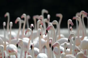 <b class=qtipBold><figcaption>UAE-ANIMALS-FLAMINGOS</figcaption></b><br>Pink flamingos stand in the water at the Ras al-Khor Wildlife Sanctuary on the outskirts of Dubai, in the United Arab Emirates, on April 3, 2017. / AFP PHOTO / KARIM SAHIB<br><em>© Copyright Agence France-Presse (AFP) - All Rights Reserved</em> UAE-ANIMALS-FLAMINGOS