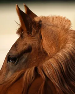 <b class=qtipBold><figcaption>Uae-Animals-Horses-Arab</figcaption></b><br>A thoroughbred Arab horse is seen in a paddock at the Al-Dhafra Equestrian Club in the desert, near the city of Madinat Zayed, 150 kilometres west of Abu Dhabi, before competing on January 30, 2016. / AFP PHOTO / KARIM SAHIB<br><em>© Copyright Agence France-Presse (AFP) - All Rights Reserved</em> Uae-Animals-Horses-Arab