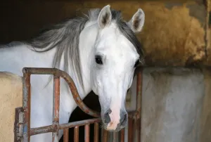 <b class=qtipBold><figcaption>Uae-Animals-Horses-Arab</figcaption></b><br>A thoroughbred Arab horse looks out from his stable at the Al-Dhafra Equestrian Club in the desert, near the city of Madinat Zayed, 150 kilometres west of Abu Dhabi, on January 30, 2016. / AFP PHOTO / KARIM SAHIB<br><em>© Copyright Agence France-Presse (AFP) - All Rights Reserved</em> Uae-Animals-Horses-Arab