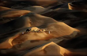 <b class=qtipBold><figcaption>Uae-Camel-Desert-Nature-Tourism</figcaption></b><br>Tribesmen lead their camels through the sand dunes of the Liwa desert, 220 kms west of Abu Dhabi, on November 23, 2013. AFP PHOTO/KARIM SAHIB / AFP PHOTO / KARIM SAHIB<br><em>© Copyright Agence France-Presse (AFP) - All Rights Reserved</em> Uae-Camel-Desert-Nature-Tourism