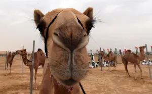 Uae-Camel-Race-Festival Uae-Camel-Race-Festival