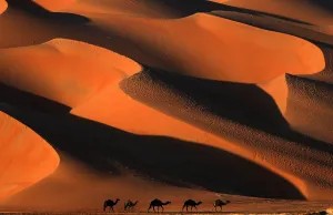 AFP Instagram Collection Prints: Uae-Desert-Camel-Festival