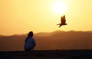 <b class=qtipBold><figcaption>Uae-Festival-Falconry</figcaption></b><br>Emirati Mohammed Rakan Bin Harwon Al-Qubassiy looks on as his falcon flies at the Liwa desert, 220 kms west of Abu Dhabi, on the sidelines of the Mazayin Dhafra Camel Festival on December 21, 2013. The festival, which attracts participants from around the Gulf region, includes a camel beauty contest, a display of UAE handcrafts and other activities aimed at promoting the country's folklore. AFP PHOTO/KARIM SAHIB / AFP PHOTO / KARIM SAHIB<br><em>© Copyright Agence France-Presse (AFP) - All Rights Reserved</em> Uae-Festival-Falconry