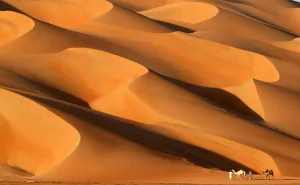 Uae-Nature-Desert-Festival