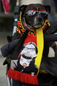 Uk - Liverpool-Sevilla-Dog Uk - Liverpool-Sevilla-Dog
