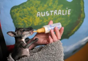 Animal Prints: Une personne nourrit avec du lait importe d Australie, Cruchot, un bebe wallaby