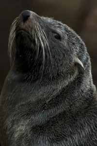 Uruguay-Animal-Seals-Sea Lions-Reserve-Isla De Lobos Uruguay-Animal-Seals-Sea Lions-Reserve-Isla De Lobos