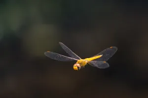 Animal Insect Prints: Uruguay-Animals-Dragonfly