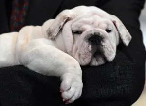 <b class=qtipBold><figcaption>Us-American Kennel Club-Breeds</figcaption></b><br>A Bulldog puppy named Winter attends the American Kennel Club's annoucement of the Top Breeds of 2014 at a news conference February 26, 2015 in New York. The Bulldog ranked 4th on the AKC list of 2014 most popular dogs in the US. AFP PHOTO/DON EMMERT / AFP PHOTO / DON EMMERT<br><em>© Copyright Agence France-Presse (AFP) - All Rights Reserved</em> Us-American Kennel Club-Breeds