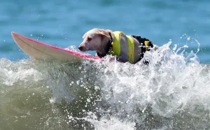 <b class=qtipBold><figcaption>Us-Aminals-Surf-Dogs</figcaption></b><br>Dogs, big and small, and some in tandem or with their owner, participate in the 7th annual Surf City Surf Dog contest in Huntington Beach, California on September 27, 2015. AFP PHOTO / FREDERIC J. BROWN / AFP PHOTO / FREDERIC J. BROWN<br><em>© Copyright Agence France-Presse (AFP) - All Rights Reserved</em> Us-Aminals-Surf-Dogs
