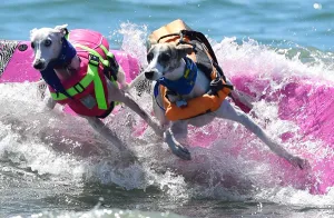 Us-Aminals-Surf-Dogs