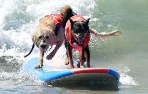 Us-Aminals-Surf-Dogs
