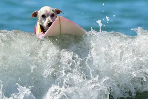 Us-Aminals-Surf-Dogs