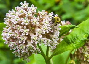Us-Animal-Bee