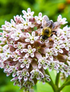 Nature Prints: Us-Animal-Bee